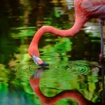 FlamingoGardens_FlamingoRipple