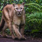 FlamingoGardens_Panther