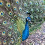 FlamingoGardens_Peacock