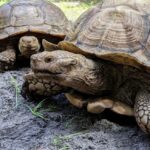 FlamingoGardens_Tortoise