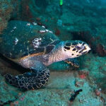 SeaXP_Scuba-Divers-with-Turtle_Crop