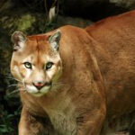 db75905c82446243a534c1ac059ae85c_R