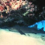 117528853_3326105450746241_3420810791939794380_n