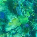 119700099_351101932925044_984553737950958271_n