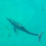 14202508_693456504145157_8425752669249281236_n