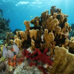 166991643_3557502764378868_6257761245700683781_n