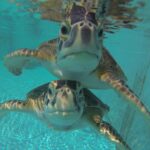 1800111_10152031605836786_366785234582232424_o