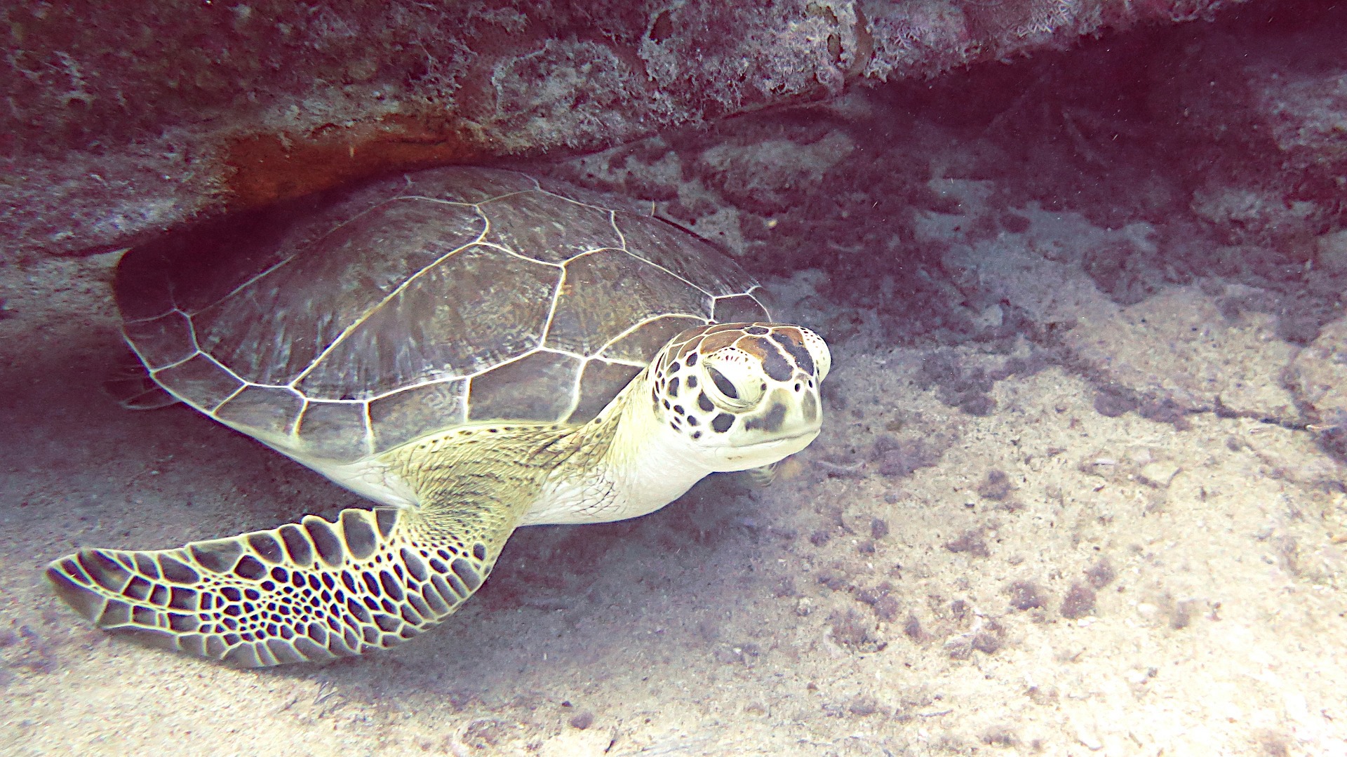 201792439_10159261193059910_770108977274473713_n