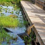 Wild Lime Adventures