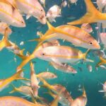 242893376_854151658435995_4477390143270387072_n