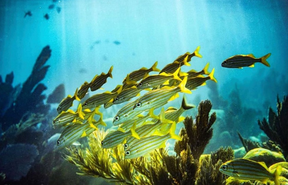 250861386_4522362171158918_5128930494305005727_n