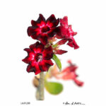 271175581_10160274463949645_4849646990836571027_n