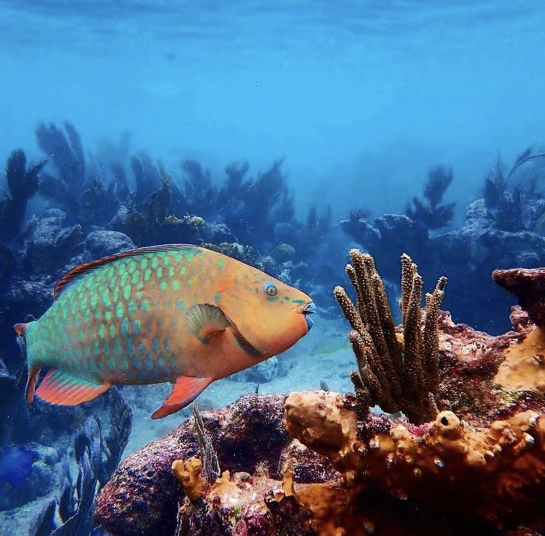 271737311_4755086344553165_8323805039562310716_n