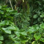 Fairchild Tropical Botanic Garden