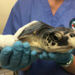 48387719_10155724702856786_8289875004036743168_n