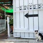 55875617_2251151701608810_313249866320969728_n