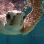 739989_10151667340261786_734216694_o