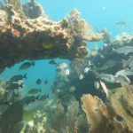 7eba47_63fdae43bc8f4da4b37f6c38ec50ff44_mv2