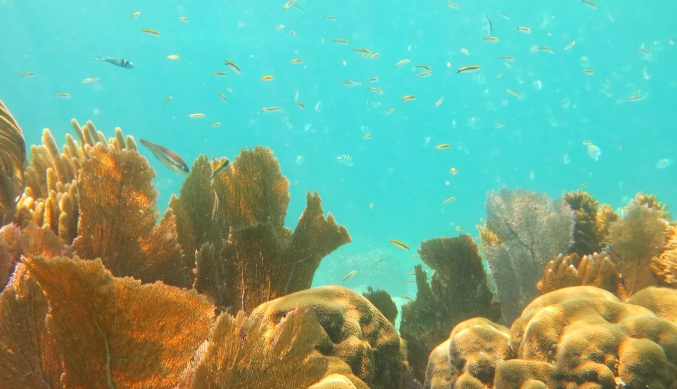 7eba47_804fb46b30d94e288122e56cdbebfd15_mv2