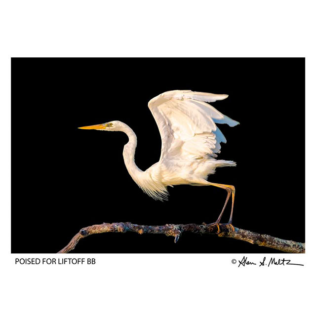 AMaltz_PoisedForLiftoff