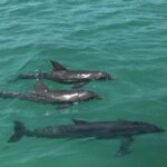 Catamaran Echo Dolphins