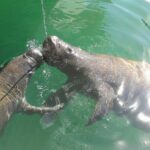 ClearlyUniqueCharters4