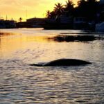 ClearlyUniqueSunset5