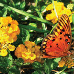 CranePoint_Butterfly_App