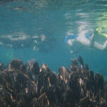 FloridaKeysSwimWithDolphins4