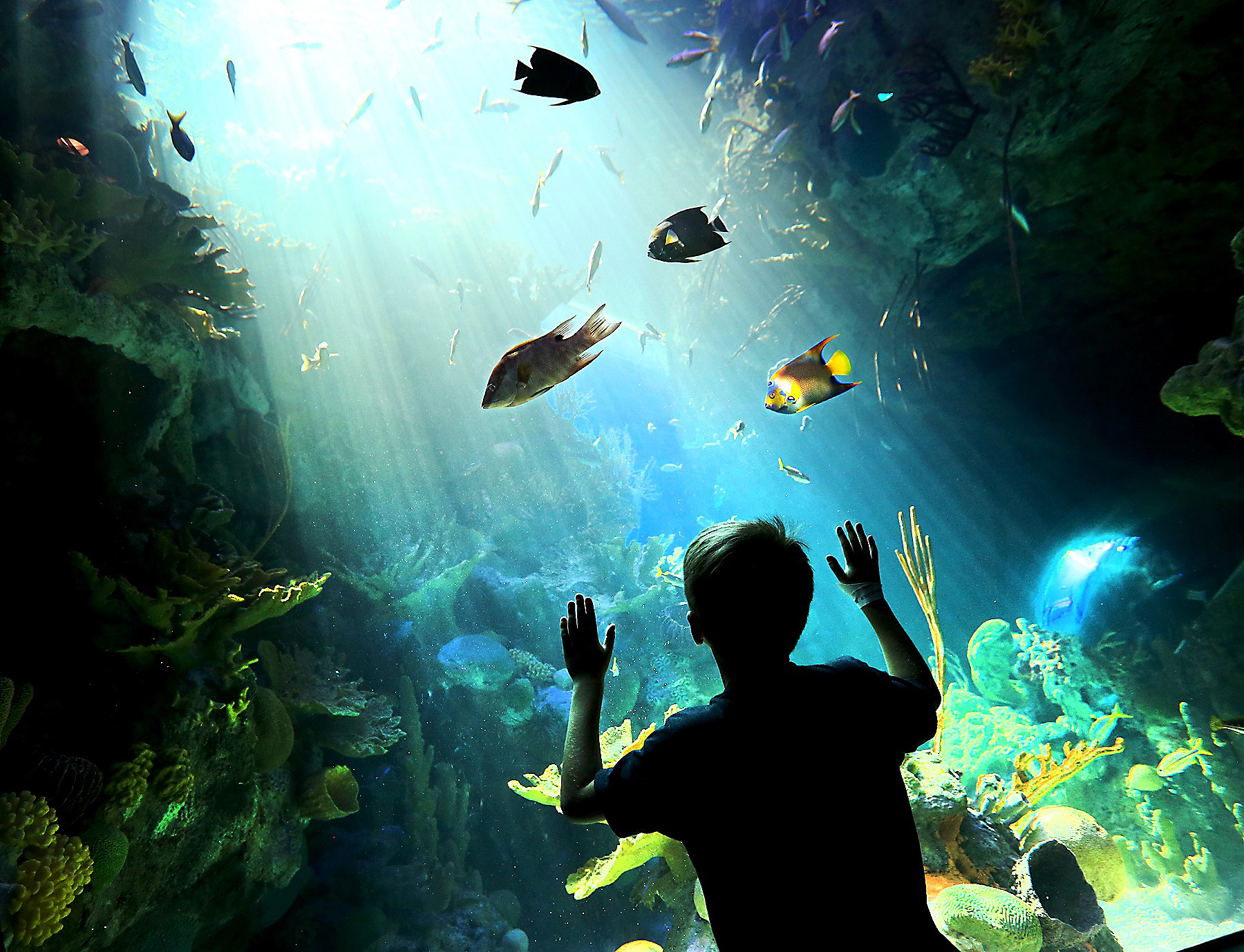 Matthew Rosales 7 of Miami presses his face against the glass to check out the sea life during the long-awaited opening of the Phillip and Patricia Frost Museum of Science on Sunday, May 7, 2017.
