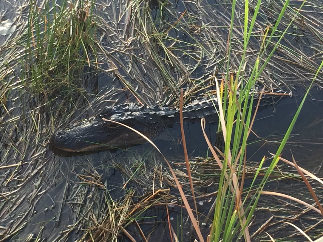 Everglades Airboat Excursions