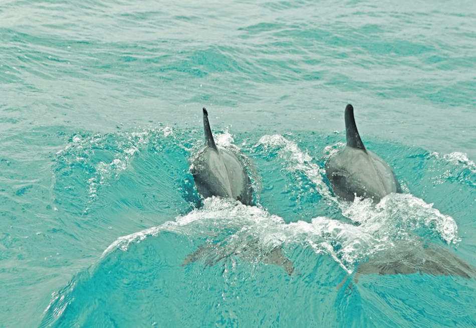 IslandJane_Floridays_Dolphin_Crop