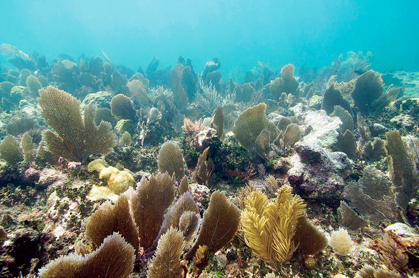 IslandJane_Floridays_Snorkel