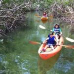 Mangroves-and-manatees-eco-tour-image-1