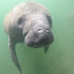 Mangroves-and-manatees-eco-tour-image-6