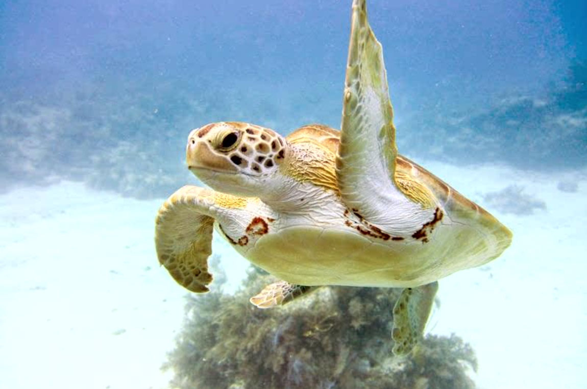 PiratesCoveWatersports