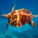 SundiverSnorkelTours1