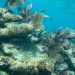 SundiverSnorkelTours2