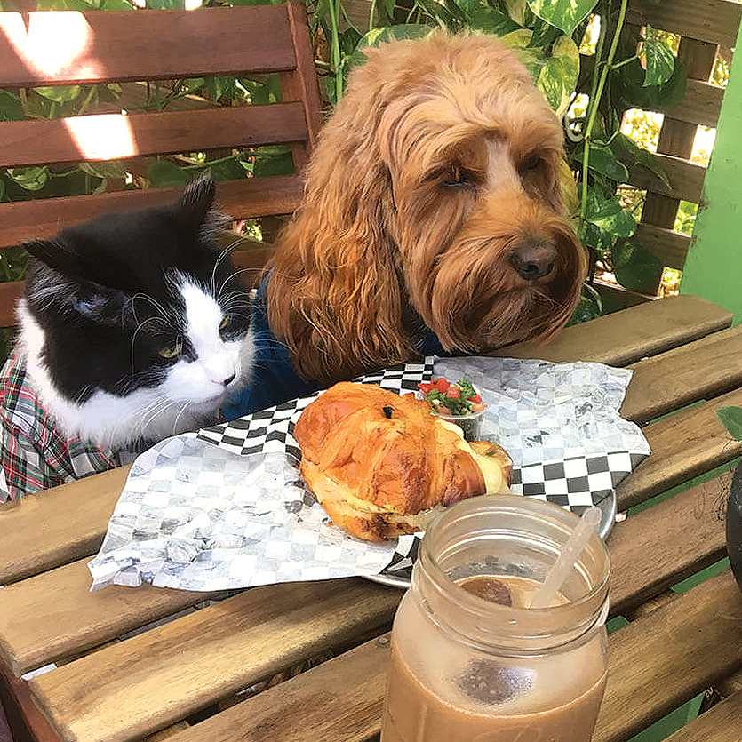 TheAlchemist_Cat_Dog