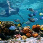 best-snorkeling-in-the-florida-keys-scaled