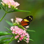 key-west-butterfly-conservatory