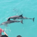 key-west-dolphin-tour