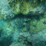 reef-snorkel-turtle-key-west-e1557512608706