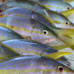 DirtyBoatDeepSeaCharter