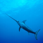 DirtyBoatSwordfishCharter2