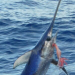 DirtyBoatSwordfishCharter3