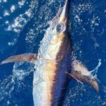 DirtyBoatSwordfishCharter4