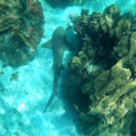 CaptainSlate'sScubaAdventures3