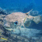 CaptainSlate'sScubaAdventures5