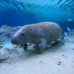 EvergladesFloridaAdventures1